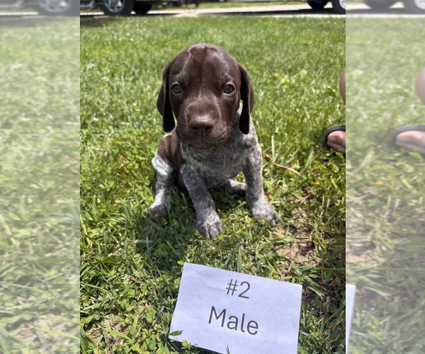 Medium Photo #10 German Shorthaired Pointer Puppy For Sale in BATESVILLE, IN, USA