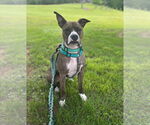 Small #2 American Pit Bull Terrier