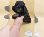 Small Photo #2 Tibetan Terrier Puppy For Sale in DORENA, OR, USA
