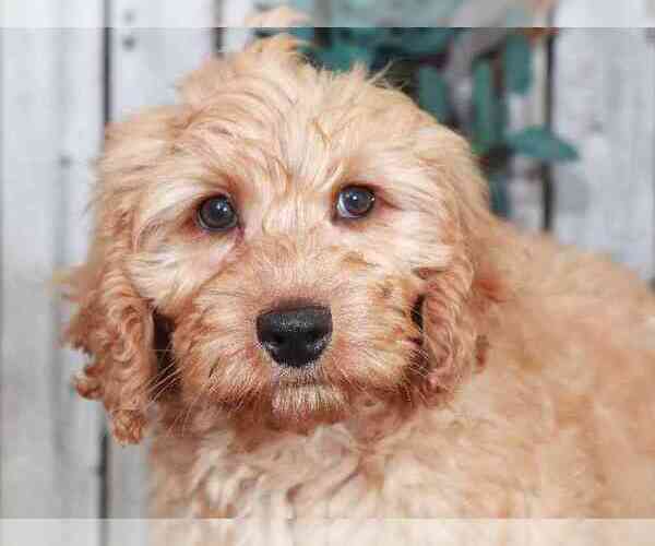 Medium Photo #2 Goldendoodle (Miniature) Puppy For Sale in MOUNT VERNON, OH, USA