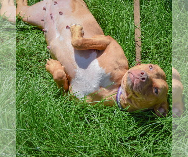 Medium Photo #4 American Staffordshire Terrier-Boxer Mix Puppy For Sale in Huntley, IL, USA