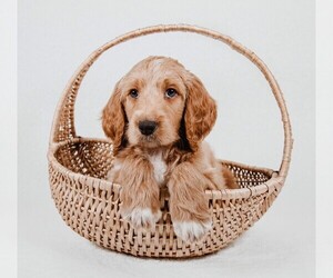 Goldendoodle Puppy for sale in FARMVILLE, VA, USA