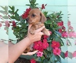 Puppy 6 Cardigan Welsh Corgi-Dachshund Mix