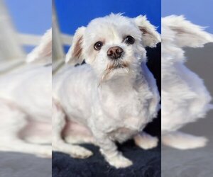 Maltese Dogs for adoption in Walnutport, PA, USA