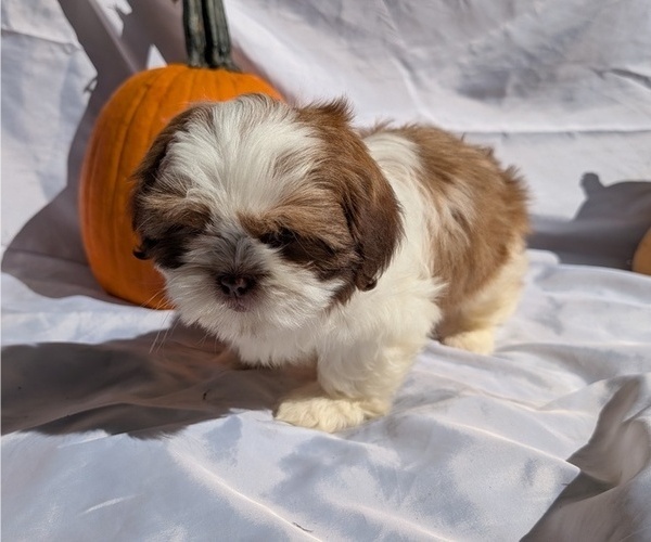 Medium Photo #6 Shih Tzu Puppy For Sale in GOSHEN, IN, USA
