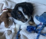 Small Photo #2 Miniature American Shepherd Puppy For Sale in PLACERVILLE, CA, USA