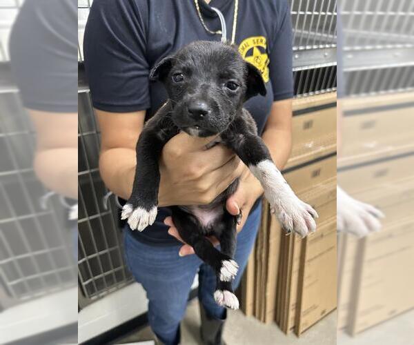 Medium Photo #1 Blue Lacy-Border Collie Mix Puppy For Sale in Rosenberg, TX, USA