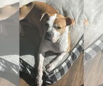 Small #8 American Pit Bull Terrier Mix