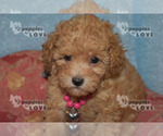 Small #18 Poodle (Toy)