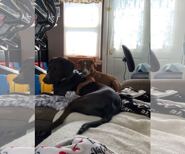 Medium Photo #4 Mutt Puppy For Sale in Doylestown, PA, USA