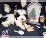 Small #7 YorkiePoo