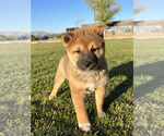 Small Photo #3 Shiba Inu Puppy For Sale in TUCSON, AZ, USA