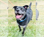 Small #1 Labrador Retriever Mix