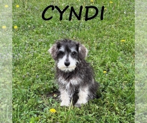 Medium Photo #2 Schnoodle (Miniature) Puppy For Sale in HARTLAND, MN, USA