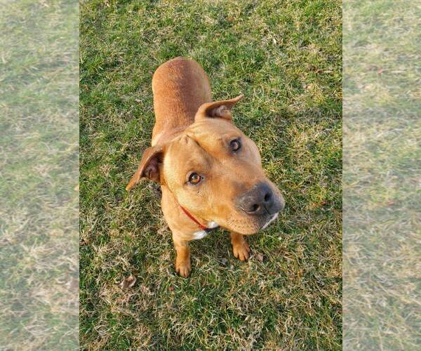 Medium Photo #12 Mutt Puppy For Sale in Westminster, MD, USA