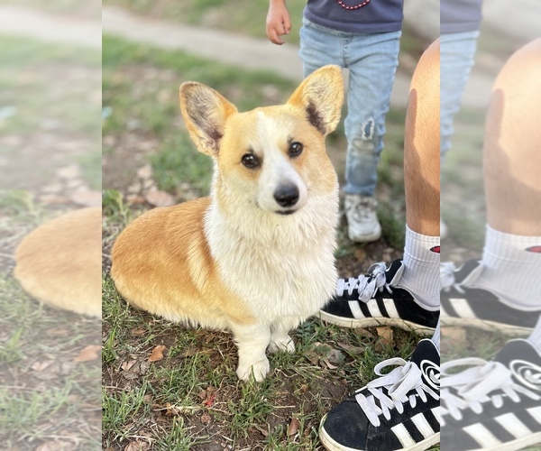 Medium Photo #1 Pembroke Welsh Corgi Puppy For Sale in LA PUENTE, CA, USA