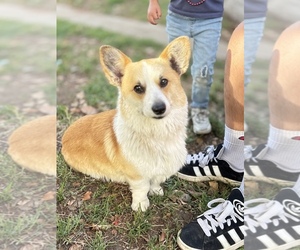 Father of the Pembroke Welsh Corgi puppies born on 05/12/2026