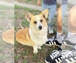 Small Photo #1 Pembroke Welsh Corgi Puppy For Sale in LA PUENTE, CA, USA