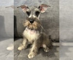 Puppy Big female Schnauzer (Miniature)