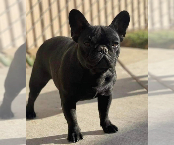 Medium Photo #1 French Bulldog Puppy For Sale in LEWISVILLE, NC, USA
