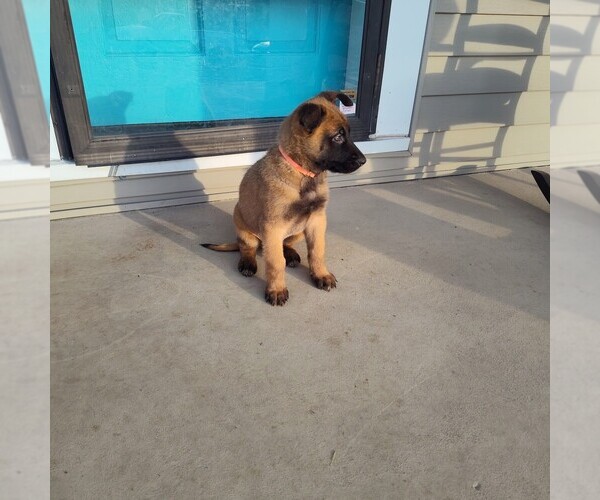 Medium Photo #5 German Malinois Puppy For Sale in MADISON, TN, USA