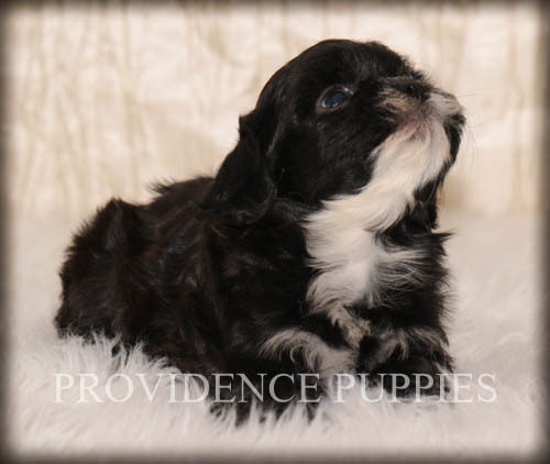 Medium Photo #13 ShihPoo Puppy For Sale in COPPOCK, IA, USA
