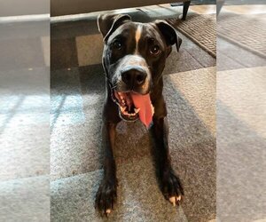 Champ - Male American Pit Bull Terrier-Unknown Mix Dog for Adoption - Photo #5