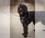 Small Photo #3 Labradoodle Puppy For Sale in MILLVILLE, MN, USA