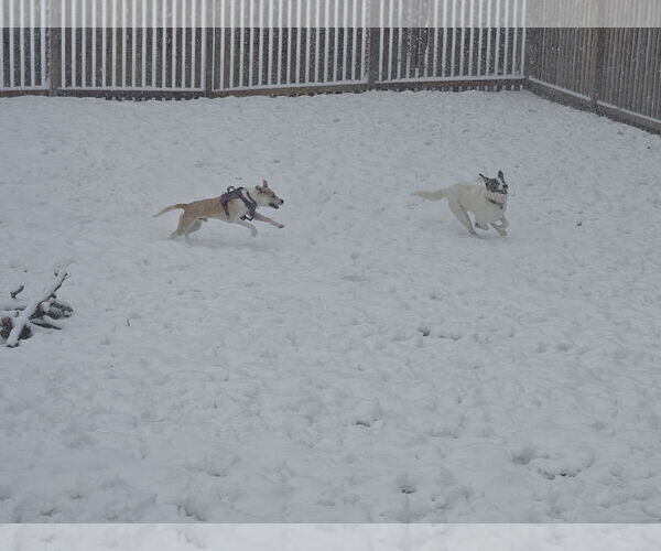 Medium Photo #9 Mutt Puppy For Sale in Minneapolis, MN, USA