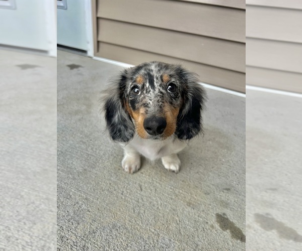 Medium Photo #1 Dachshund Puppy For Sale in STAFFORD, VA, USA