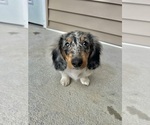 Small Dachshund