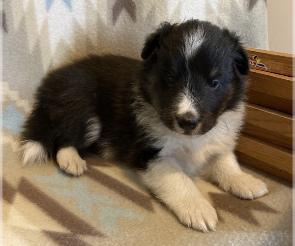 Medium Photo #4 Shetland Sheepdog Puppy For Sale in FORT MORGAN, CO, USA