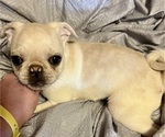 Small #10 Pug