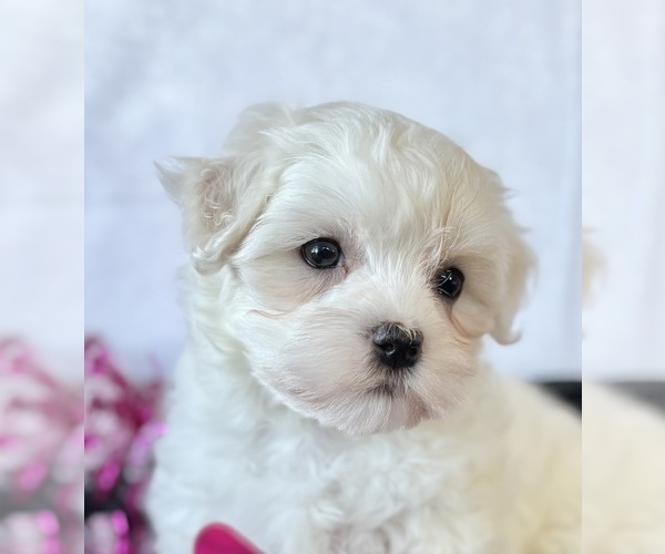 Medium Photo #4 Maltese Puppy For Sale in ROCK STREAM, NY, USA