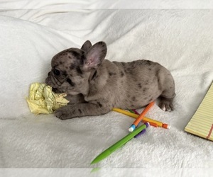 French Bulldog Puppy for sale in OPP, AL, USA