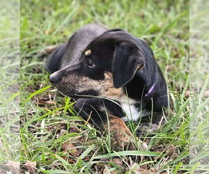 Feist Terrier-Unknown Mix Dogs for adoption in Wakefield, RI, USA