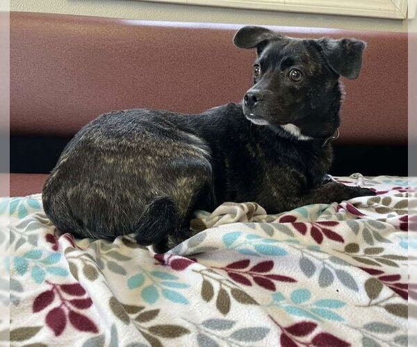 Medium Photo #8 Boglen Terrier Puppy For Sale in Osgood, IN, USA