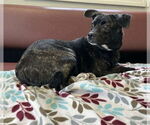 Small #7 Boglen Terrier