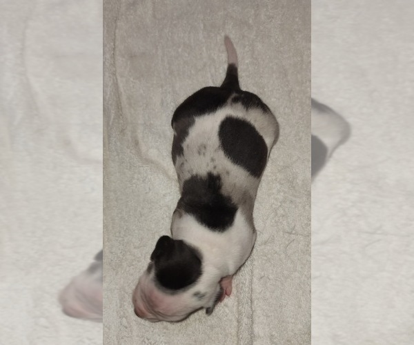 Medium Photo #3 Catahoula Leopard Dog Puppy For Sale in CUMBY, TX, USA