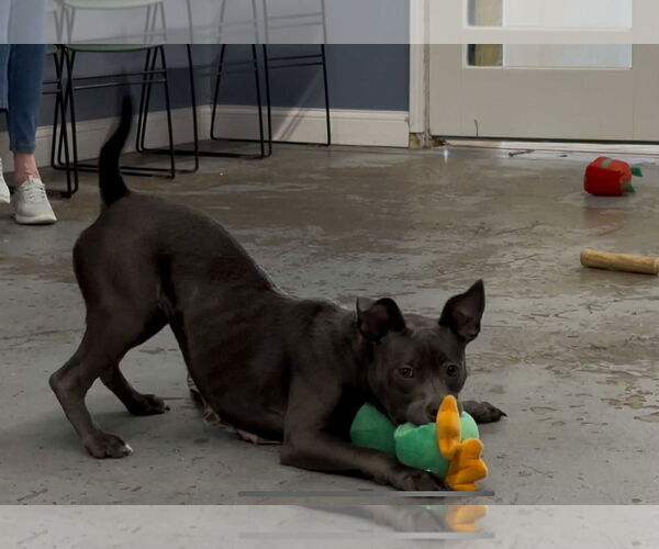 Medium Photo #8 American Staffordshire Terrier-Unknown Mix Puppy For Sale in Minneapolis, MN, USA