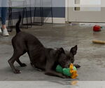 Small #7 American Staffordshire Terrier Mix