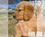 Small Photo #5 Golden Retriever Puppy For Sale in SALISBURY, NC, USA