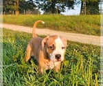 Image preview for Ad Listing. Nickname: Litter of 7