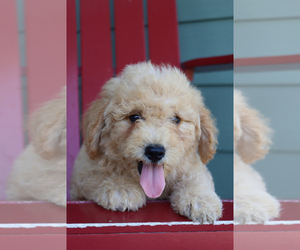 Goldendoodle (Miniature) Puppy for sale in ITASCA, TX, USA