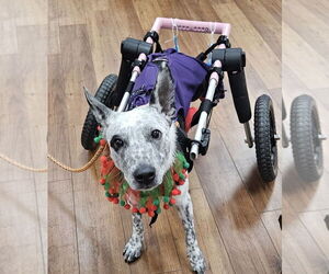 Mutt Dogs for adoption in oakland, FL, USA