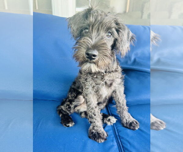 Medium Photo #4 - Mix Puppy For Sale in St. Louis Park, MN, USA