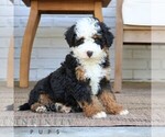 Small #2 Bernedoodle (Miniature)