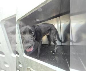 Labrador Retriever Dogs for adoption in San Antonio, TX, USA