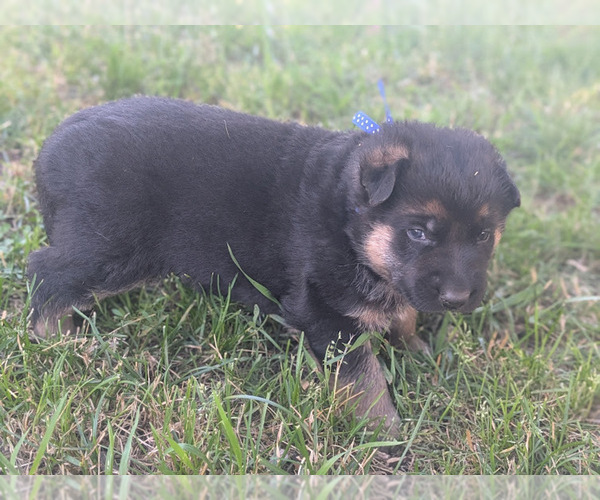 Medium Photo #4 German Shepherd Dog Puppy For Sale in OAK GROVE, OR, USA