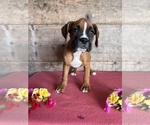 Small #5 Boxer